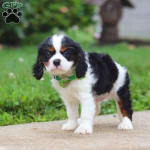 Nash, Cavalier King Charles Spaniel Puppy